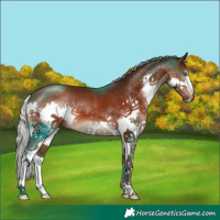 Horse Color:Silver Brown Splash 