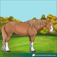 Horse Color:Chestnut Splash 