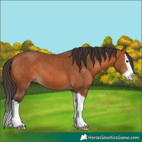 Horse Color:Bay Splash 