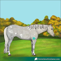 Horse Color:White Spotted Silver Grullo Ice Tobiano Appaloosa Rabicano