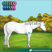 Horse Color:White Spotted Silver Smoky Grullo Roan Pearl Appaloosa Rabicano 