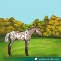 Horse Color:White Spotted Silver Brown Dun Appaloosa Rabicano 