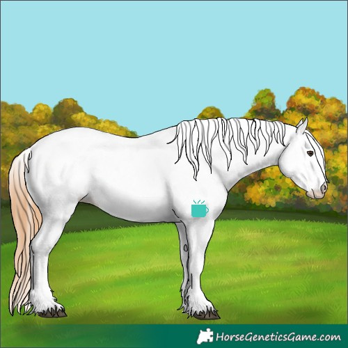 Horse Color:White Spotted Chestnut Appaloosa 