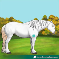 Horse Color:White Spotted Chestnut Appaloosa 