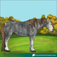 Horse Color:Void Plaid  Bay Ice Roan Onyx Sabino 