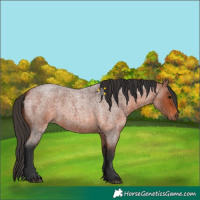 Horse Color:Bay Roan 