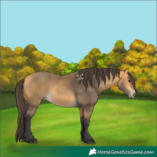 Horse Color:Buckskin 