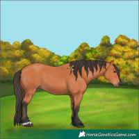 Horse Color:Bay 