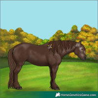 Horse Color:Gray Chestnut 