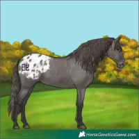 Horse Color:Grullo Blanket 