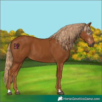 Horse Color:Gray Chestnut 