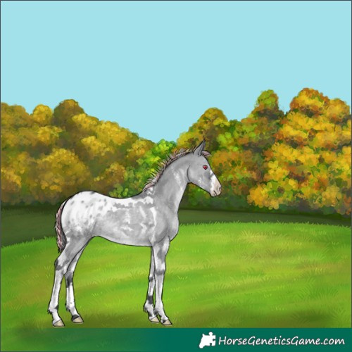 Horse Color:Painted Silver Grullo Chinchilla Sabino Tobiano Appaloosa 