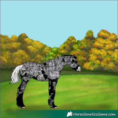 Horse Color:Plaid  White Spotted Silver Blue Onyx Chinchilla Ice Splash 