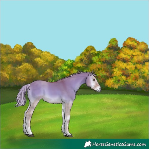 Horse Color:Palomino Onyx Tobiano 