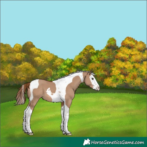 Horse Color:Red Dun Splash Tobiano 