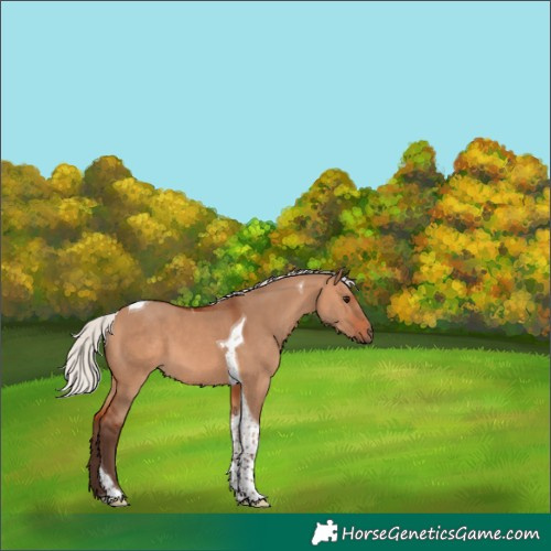 Horse Color:Silver Bay Dun Tobiano 