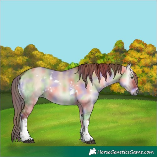 Horse Color:Nacre White Spotted Red Dun Onyx 