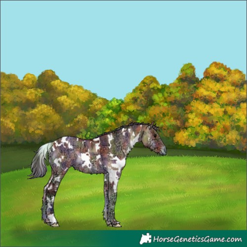 Horse Color:Nacre White Spotted Bay Ice Onyx