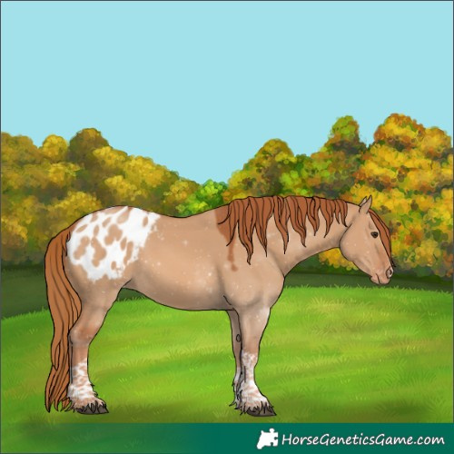 Horse Color:Unknown 