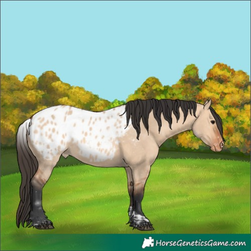 Horse Color:Bay Dun Tobiano Blanket