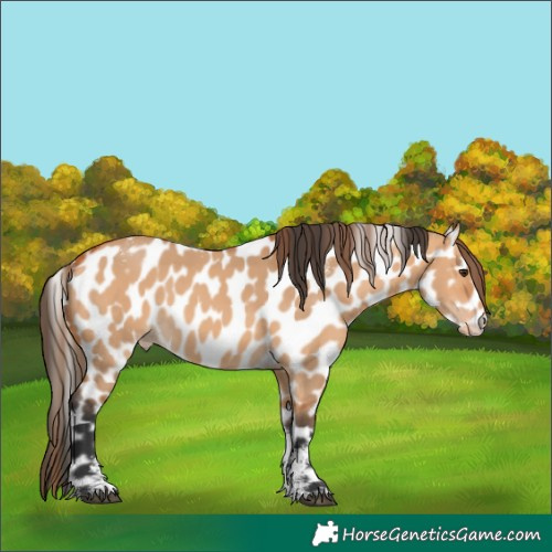 Horse Color:Powder White Bay Dun Appaloosa 