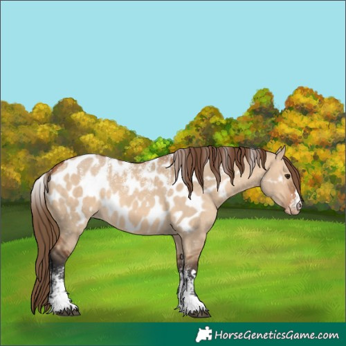 Horse Color:Powder White Bay Dun Near Leopard 
