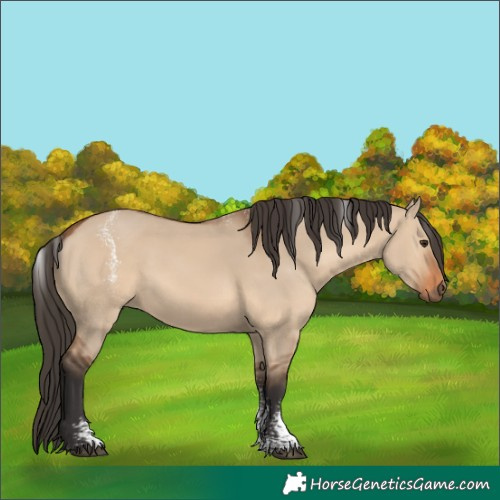 Horse Color:Powder White Bay Dun 