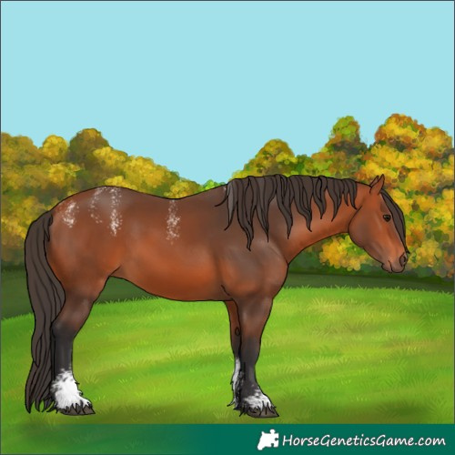 Horse Color:Powder White Bay Rabicano 