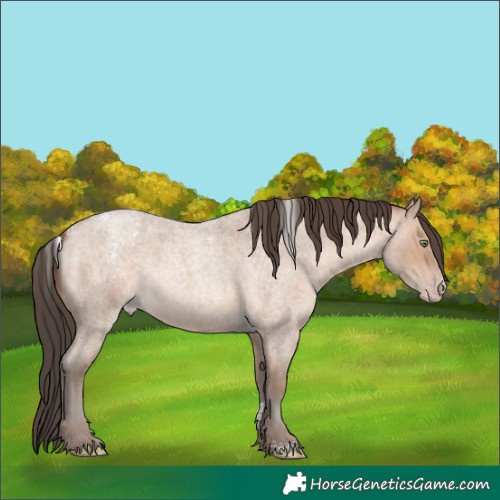 Horse Color:Unknown 