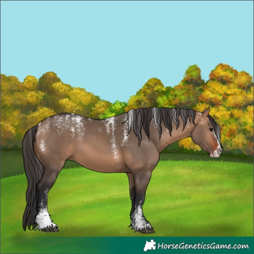 Horse Color:Unknown 