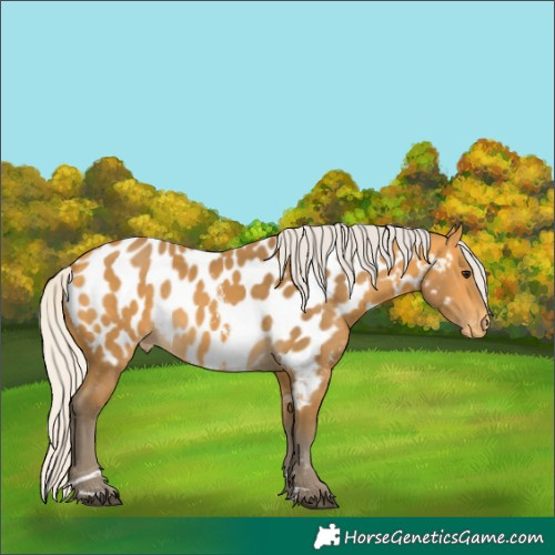 Horse Color:Unknown 