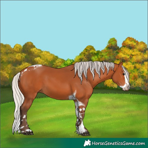 Horse Color:Silver Bay Splash Tobiano 