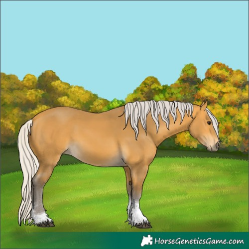 Horse Color:Silver Buckskin Tobiano 