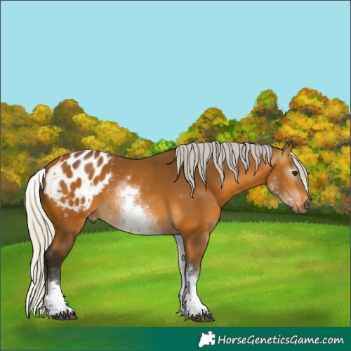 Horse Color:Unknown 