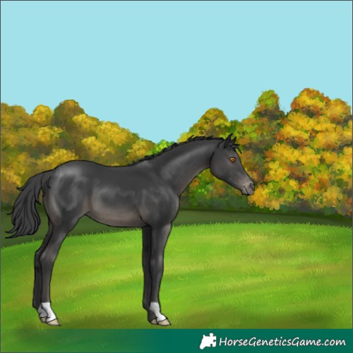 Horse Color:Black Appaloosa 