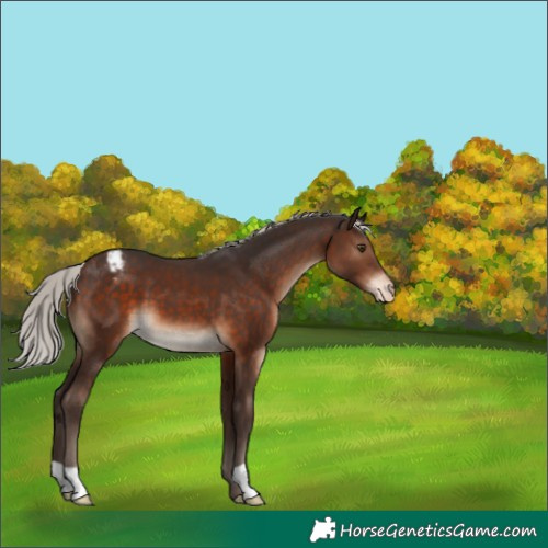 Horse Color:Silver Brown Varnish 