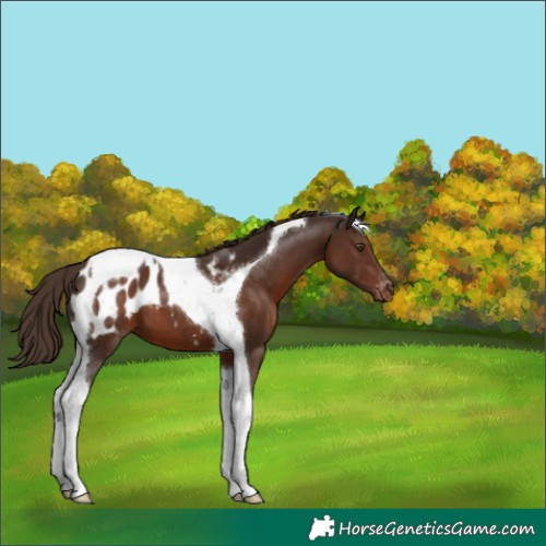 Horse Color:Liver Chestnut Tobiano Blanket 