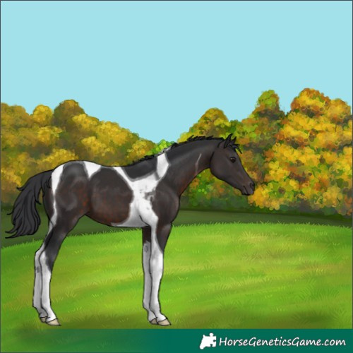 Horse Color:Brown Tobiano 