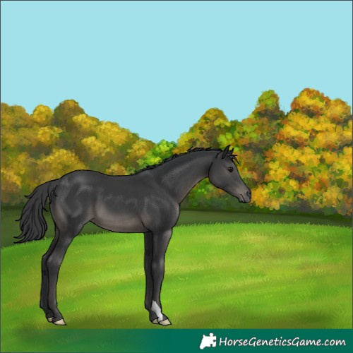 Horse Color:Black 