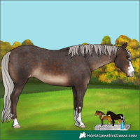 Horse Color:Silver Brown Appaloosa