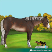 Horse Color:Silver Brown Appaloosa 