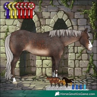 Horse Color:Silver Brown Appaloosa 