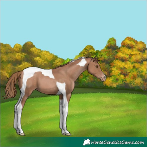 Horse Color:Black Pearl Tobiano Appaloosa 