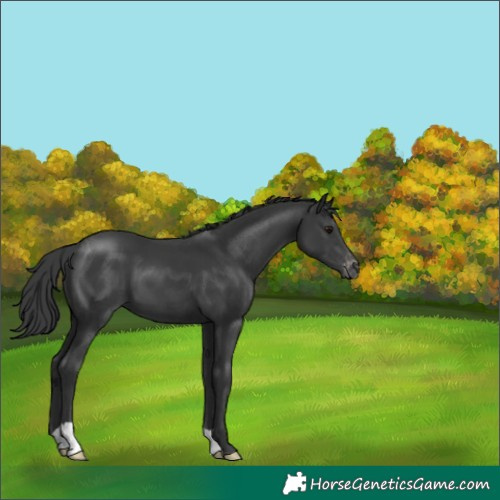Horse Color:Black Appaloosa 