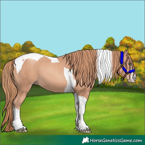 Horse Color:Gold Champagne Tobiano 