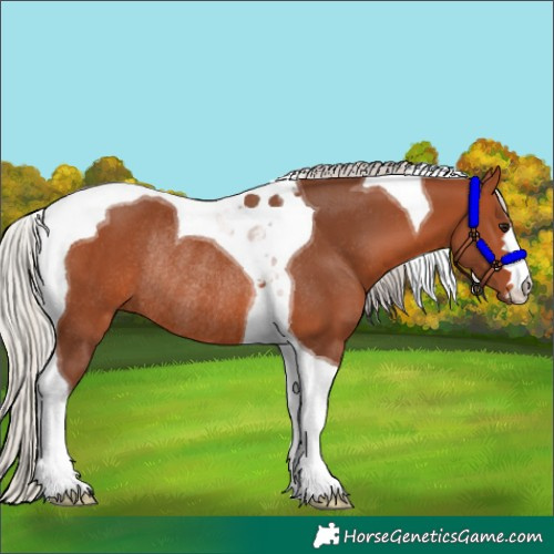 Horse Color:Silver Bay Tobiano Rabicano