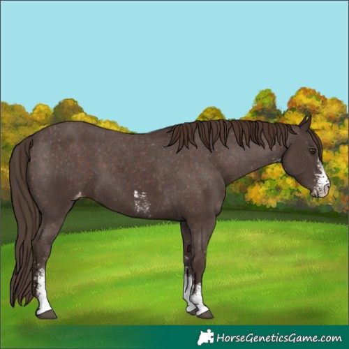 Horse Color:Liver Chestnut Sabino Varnish 