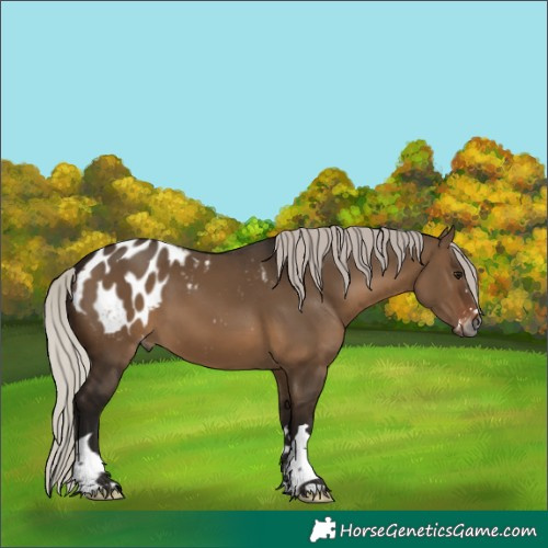 Horse Color:Gray Silver Brown Dun Appaloosa 