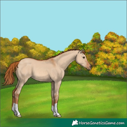 Horse Color:Red Dun