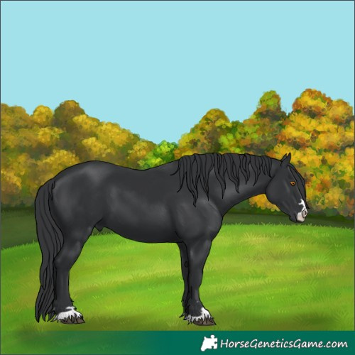Horse Color:Black 